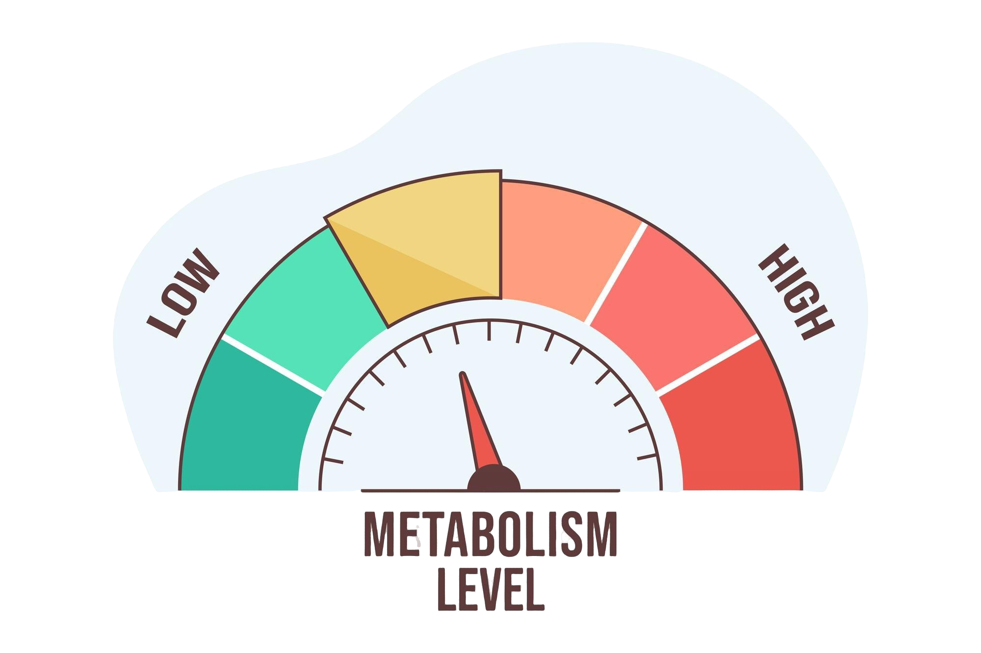 Chestnut and cocoa ingredients paired with healthy fats, offering a solution for weight gain in individuals with high metabolism.